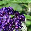 Motýlí keř, Komule Davidova 'Black Knight' - Buddleja davidii 'Black Knight'