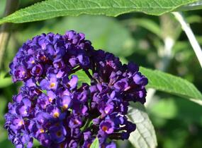 Motýlí keř, Komule Davidova 'Black Knight' - Buddleja davidii 'Black Knight'