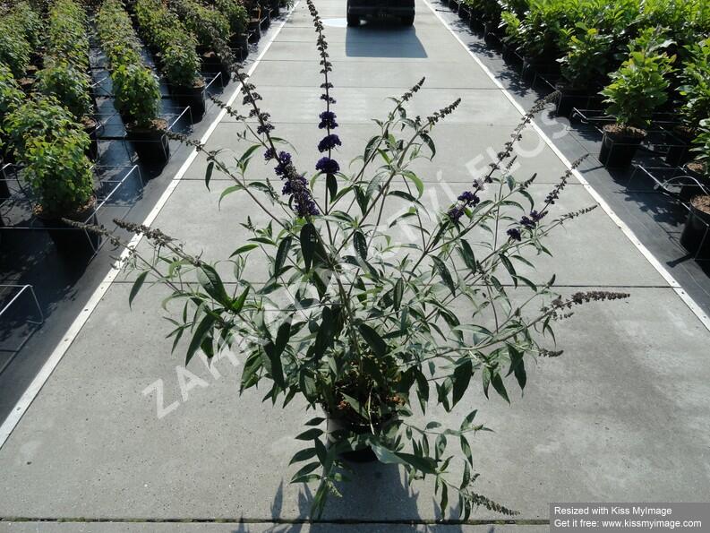 Motýlí keř, Komule Davidova 'Black Knight' - Buddleja davidii 'Black Knight'
