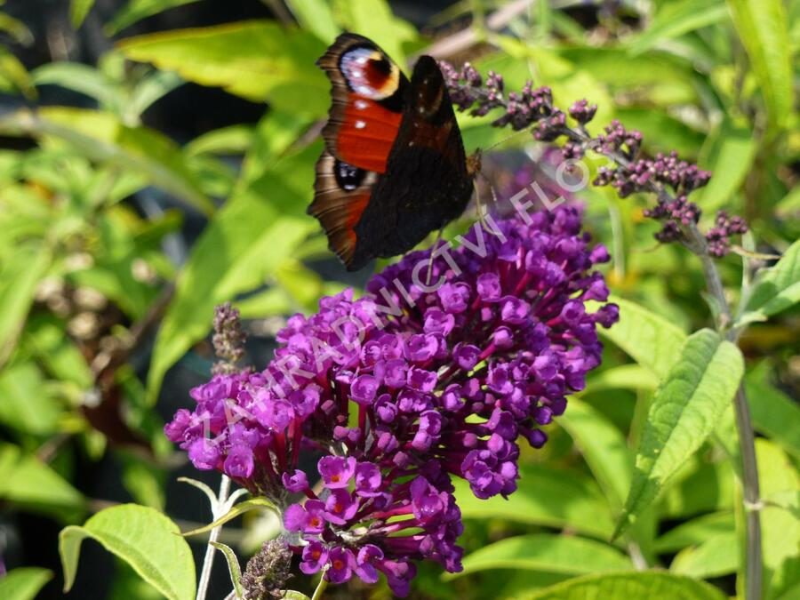 Motýlí keř, Komule Davidova 'Black Knight' - Buddleja davidii 'Black Knight'
