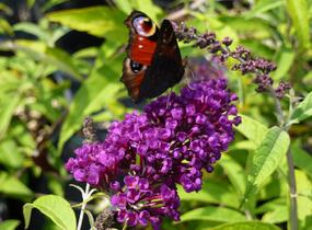 Motýlí keř, Komule Davidova 'Black Knight' - Buddleja davidii 'Black Knight'