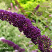 Motýlí keř, Komule Davidova 'Black Knight' - Buddleja davidii 'Black Knight'