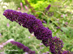Motýlí keř, Komule Davidova 'Black Knight' - Buddleja davidii 'Black Knight'