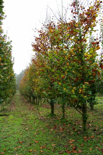 Buk lesní 'Zlatia' - Fagus sylvatica 'Zlatia'