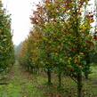 Buk lesní 'Zlatia' - Fagus sylvatica 'Zlatia'