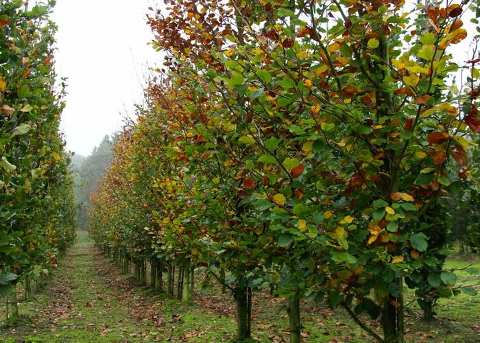 Buk lesní 'Zlatia' - Fagus sylvatica 'Zlatia'