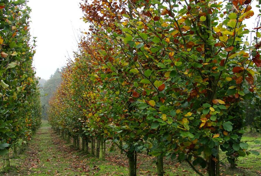 Buk lesní 'Zlatia' - Fagus sylvatica 'Zlatia'