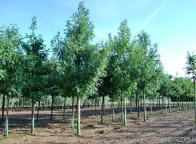 Jasan ztepilý - Fraxinus excelsior