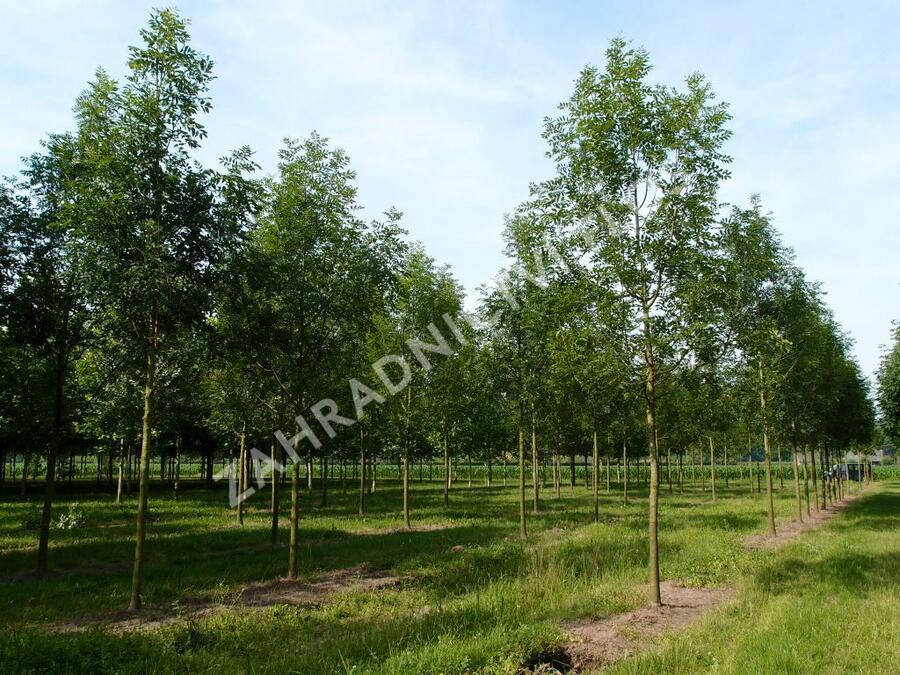 Jasan ztepilý - Fraxinus excelsior