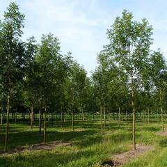 Jasan ztepilý - Fraxinus excelsior