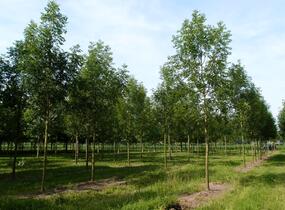 Jasan ztepilý - Fraxinus excelsior