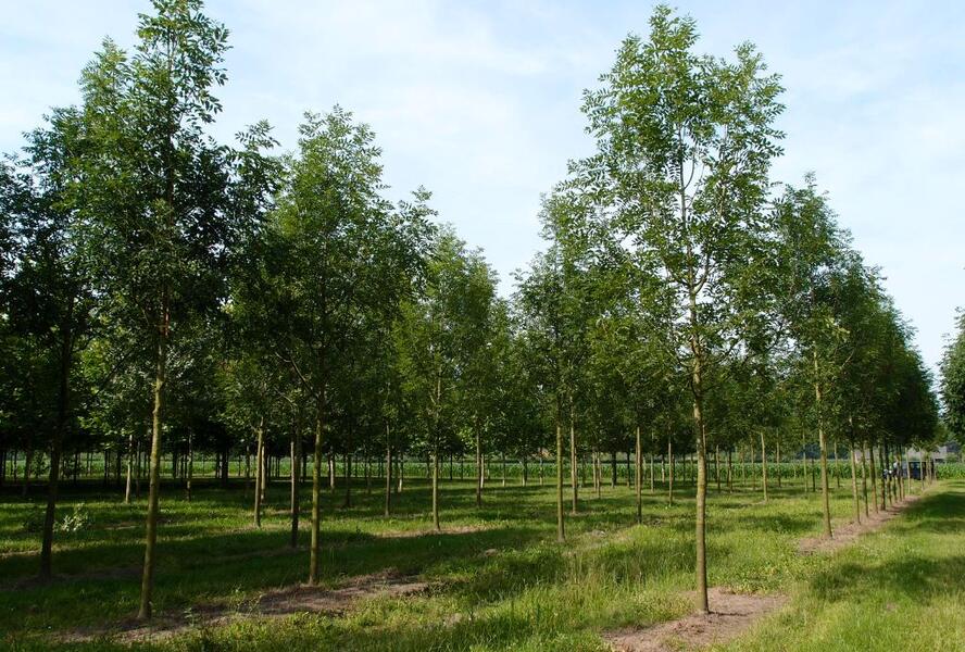 Jasan ztepilý - Fraxinus excelsior