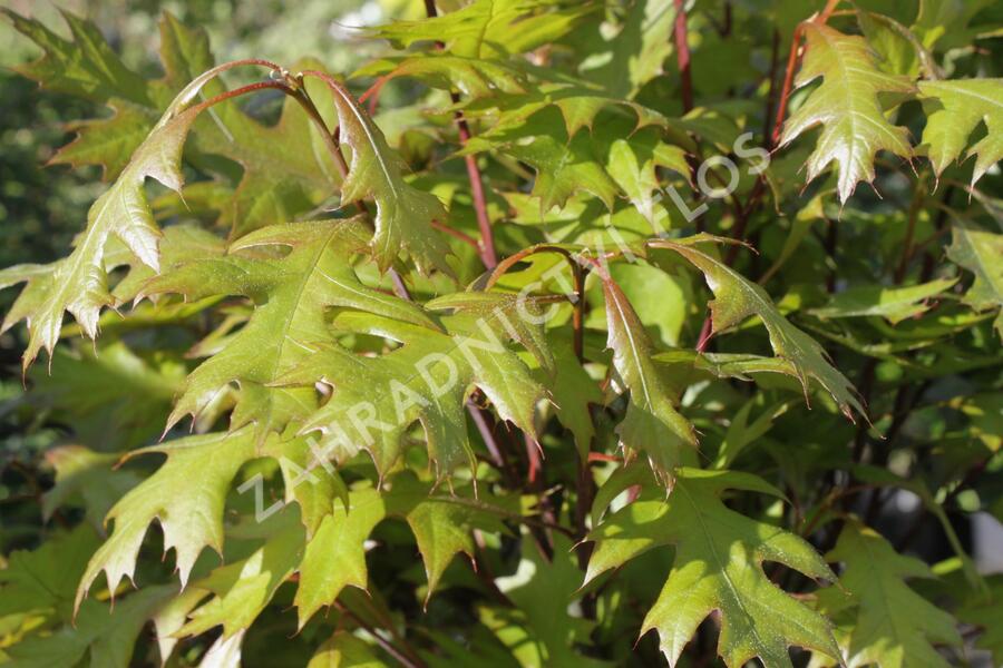 Dub bahenní 'Green Dwarf' - Quercus palustris 'Green Dwarf'