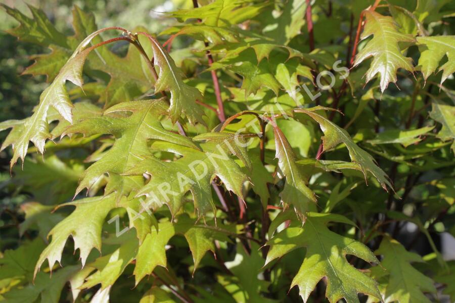 Dub bahenní 'Green Dwarf' - Quercus palustris 'Green Dwarf'