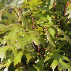 Dub bahenní 'Green Dwarf' - Quercus palustris 'Green Dwarf'