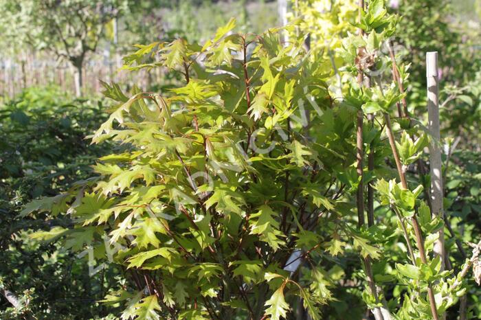 Dub bahenní 'Green Dwarf' - Quercus palustris 'Green Dwarf'