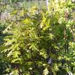 Dub bahenní 'Green Dwarf' - Quercus palustris 'Green Dwarf'