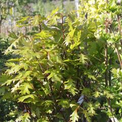 Dub bahenní 'Green Dwarf' - Quercus palustris 'Green Dwarf'