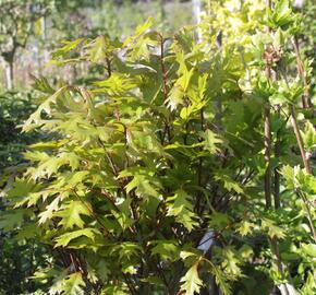 Dub bahenní 'Green Dwarf' - Quercus palustris 'Green Dwarf'