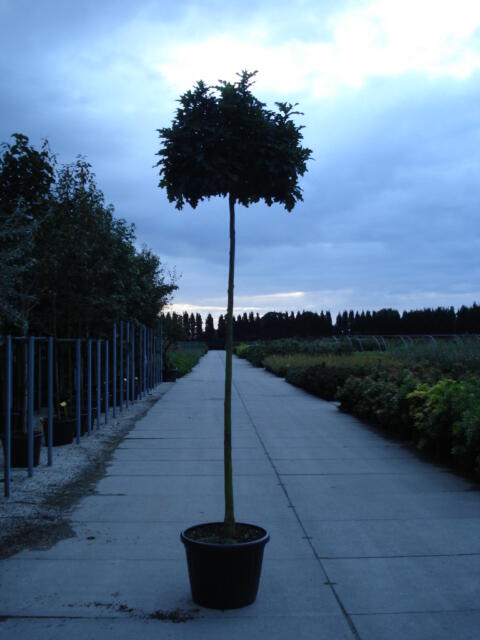 Dub bahenní 'Green Dwarf' - Quercus palustris 'Green Dwarf'