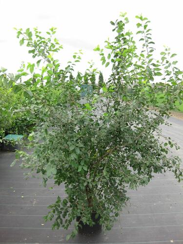 Trnka obecná - Prunus spinosa