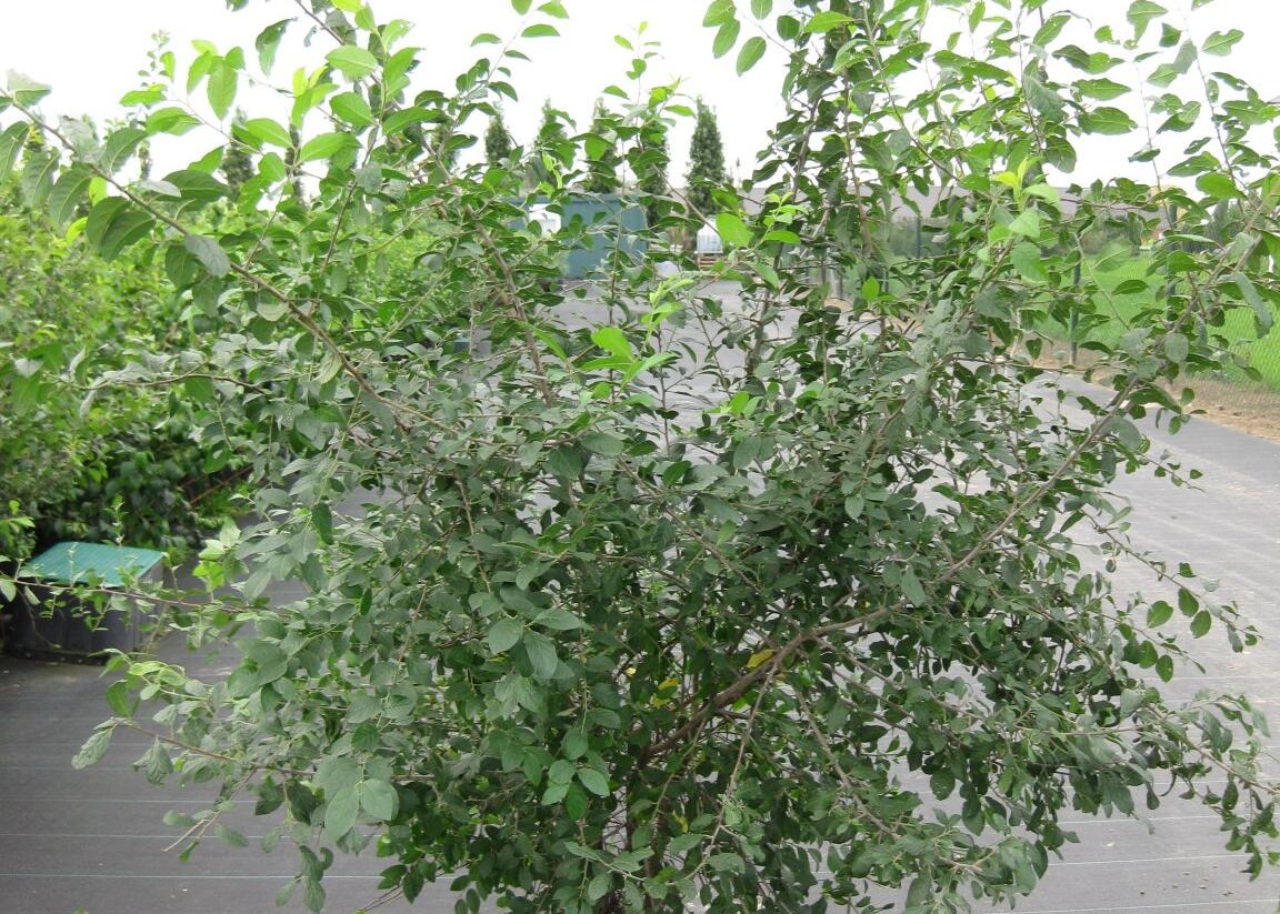 Trnka obecná - Prunus spinosa
