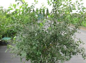 Trnka obecná - Prunus spinosa