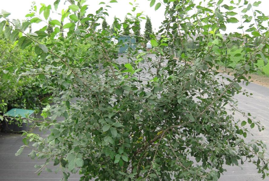 Trnka obecná - Prunus spinosa