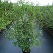 Trnka obecná - Prunus spinosa