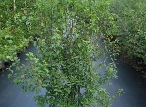 Trnka obecná - Prunus spinosa