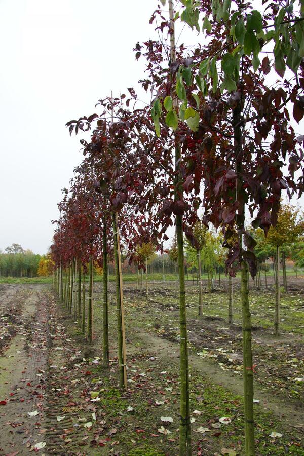 Brslen evropský 'Red Cascade' - Euonymus europaeus 'Red Cascade'