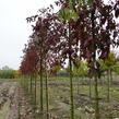 Brslen evropský 'Red Cascade' - Euonymus europaeus 'Red Cascade'