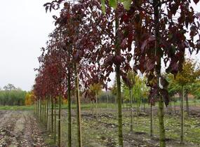 Brslen evropský 'Red Cascade' - Euonymus europaeus 'Red Cascade'