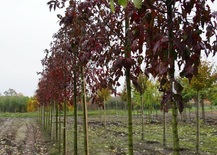 Brslen evropský 'Red Cascade' - Euonymus europaeus 'Red Cascade'