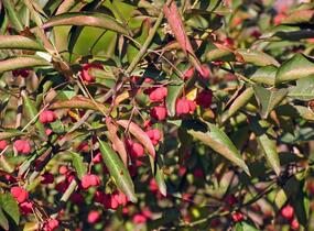 Brslen evropský 'Red Cascade' - Euonymus europaeus 'Red Cascade'