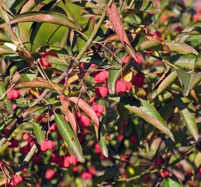 Brslen evropský 'Red Cascade' - Euonymus europaeus 'Red Cascade'