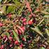 brslen-evropsky-red-cascade.jpg