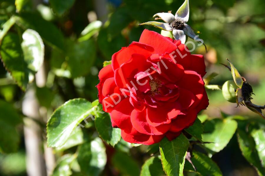 Růže pnoucí Kordes 'Amadeus' - Rosa PN 'Amadeus'