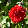 Růže pnoucí Kordes 'Amadeus' - Rosa PN 'Amadeus'