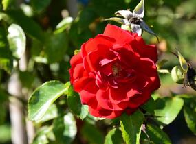 Růže pnoucí Kordes 'Amadeus' - Rosa PN 'Amadeus'