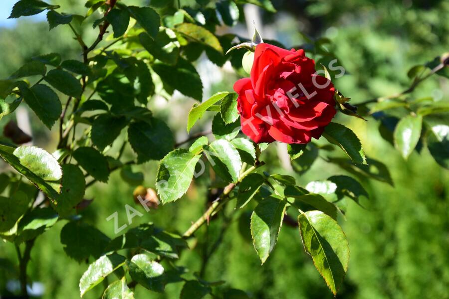 Růže pnoucí Kordes 'Amadeus' - Rosa PN 'Amadeus'