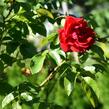 Růže pnoucí Kordes 'Amadeus' - Rosa PN 'Amadeus'