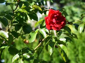 Růže pnoucí Kordes 'Amadeus' - Rosa PN 'Amadeus'