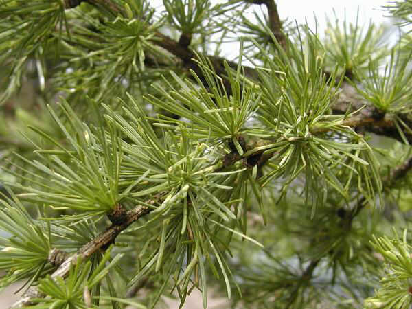 Modřín opadavý - Larix decidua