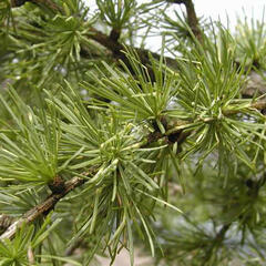 Modřín opadavý - Larix decidua