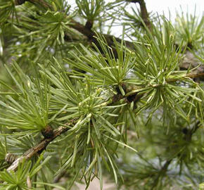 Modřín opadavý - Larix decidua