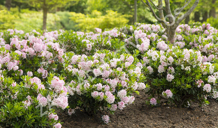 Pěnišník 'Bloombux‘® - Rhododendron micranthum 'Bloombux‘®