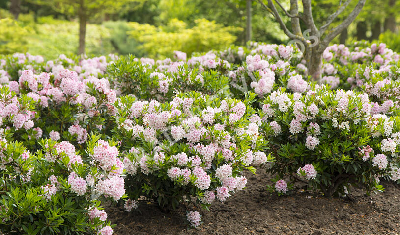 Pěnišník 'Bloombux‘® - Rhododendron micranthum 'Bloombux‘®