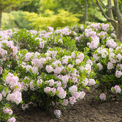 Pěnišník 'Bloombux‘® - Rhododendron micranthum 'Bloombux‘®