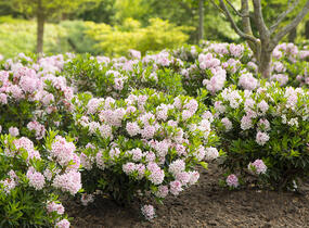 Pěnišník 'Bloombux‘® - Rhododendron micranthum 'Bloombux‘®